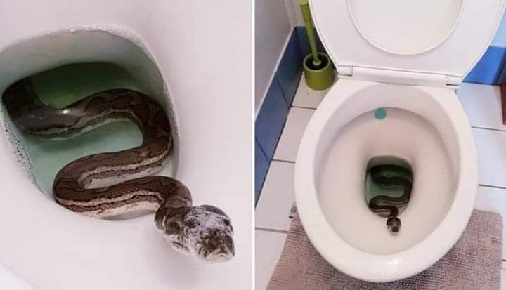 Can A Snake Crawl Through My Toilet?
